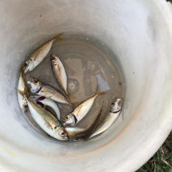 アジングで小鯵